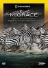 DVD film Velk migrace 3DVD